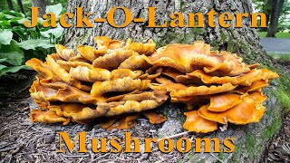 Jack O Lantern Mushroom [upl. by Janella]