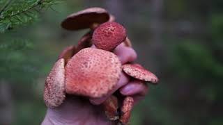 Painted Bolete foraging and eating [upl. by Asaph]