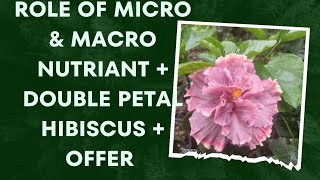 Role of Micro amp Macro Nutriants  Double Petal Tropical Hibiscus  Offer  8th to 31st December [upl. by Leggat]