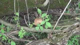 Strange Sound While Mushroom Hunting [upl. by Rutra]