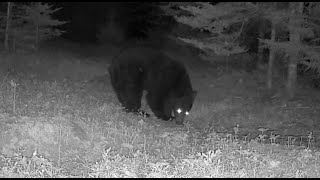 Downeast Maine Wildlife AprilMay 2024 trail camera [upl. by Olfe]