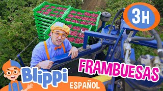 Blippi visita una fábrica de frambuesas 🚜  Blippi Español  Videos educativos para niños [upl. by Chickie257]