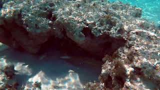 Snorkeling at Half Moon Cay 2023 [upl. by Lemor397]