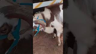 VM Sheep Farmsheepfarm animals sheep goat goatmarket trendingshorts viralshort short [upl. by Je187]