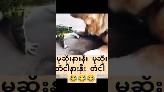 မုဆိုးနားနီး မုဆိုး၊ တံငါနားနီးတံငါ။ 😍😂😂😂animallover youtubeshorts doglover frogs shortvideo [upl. by Nosnhoj]