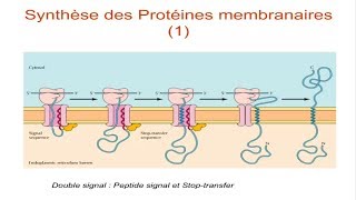 Les ribosomes et la synthèse protéique [upl. by Cynar458]