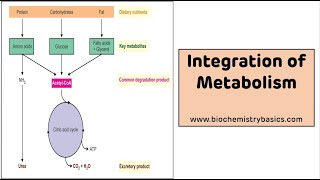 Integration of Metabolism  Integration Metabolism Biochemistry [upl. by Yentruok]