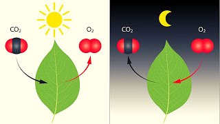 La FOTOSÍNTESIS explicada fases pigmentos ecuación y más🌱 [upl. by Bullock]