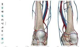 VASCULARIZACION MIEMBRO INFERIOR [upl. by Quintin]