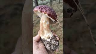 BOLETUS XXL [upl. by Skcirdnek]