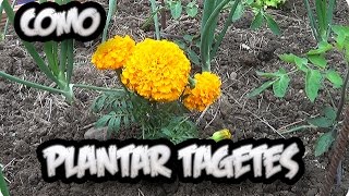 Como Y Porque Plantar Tagetes Combatir Nematodos En El Huerto  La Huertina De Toni [upl. by Adey224]