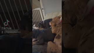 Staffie pups amp the bully fam [upl. by Delmore]