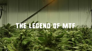 The Legend Of MTF  The Story of Matanuska Thunder Fuck Cannabis Strain [upl. by Kreitman123]