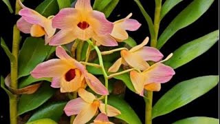 Dendrobium moschatum [upl. by Annissa]