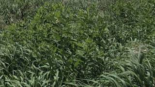 Weed of the Week 593  Hemp Dogbane From Ag PhD 593 81609 [upl. by Flint]