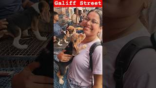 Galiff Street Pet Market। Dog Market shorts Dog petmarket galiffstreet [upl. by Dor]