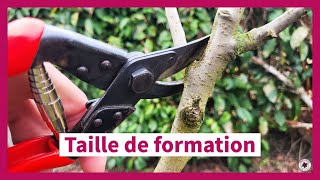 La taille de formation des arbres fruitiers en axe vertical [upl. by Enelie]