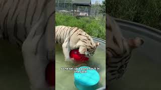 The white tiger gave the man a childanimal tiger rescue friendship fyp [upl. by Naillimixam]