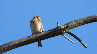 SIVSPURV  EMBERIZA SCHOENICLUS [upl. by Blithe]