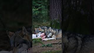 Wolf sleeps with child [upl. by Naasah]