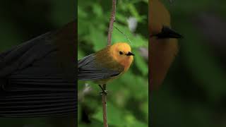 Prothonotary Warbler in Action wildlife wildlifephotography birdphotography [upl. by Reldnahc]