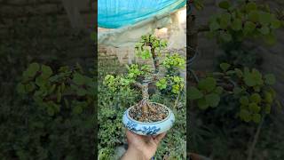 Jade Bonsai in ceramic Pot jadeplantcare bonsai adenium [upl. by Ateuqahs]