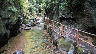 Live Explore the alluring Ailao Mountains in SW China [upl. by Alakam]