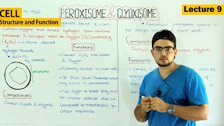 Peroxisomes and glyoxisomes structure and function Video 9 [upl. by Lynsey]