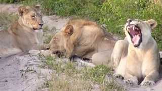 LES LIONS DE TEMBE [upl. by Waters]