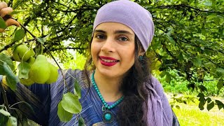 Country Woman Cooks Iranian vegetarian food Harvesting Eggplant 🍆 in Garden Iran Village Lifequot [upl. by Tevlev876]