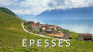 Epesses  A Swiss village in the spectacular Lavaux UNESCO region [upl. by Seravat778]