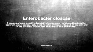 Medical vocabulary What does Enterobacter cloacae mean [upl. by Tsuda260]