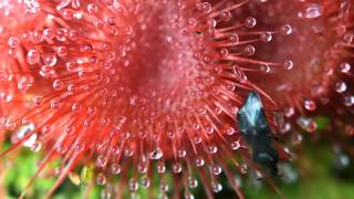 Fastest Carnivorous Sundew Plant Captures Beetle  2X Macro Time Lapse [upl. by Aivatra]