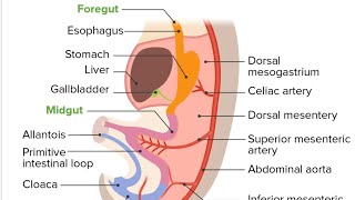 Development of Gut Model Part 01  2nd Year MBBS OSPE [upl. by Nanam]