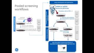 Anja SmithHow to identify key genes with CRISPR Cas9 and shRNA screens [upl. by Atilam]