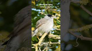 Blackcap warblers tuneful song  UK Bird Sounds shorts [upl. by Argella]