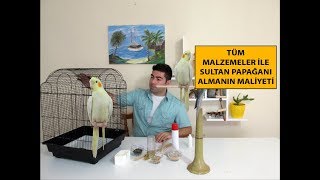 Sultan Papağanı  Kafes Almanın Maliyeti [upl. by Marrissa]