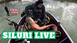 PESCA del SILURO in verticale con mangiata in LIVE [upl. by Jacinto]