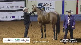 Select Yearling Geldings  2024 AQHA World Championship Show [upl. by Lieno851]