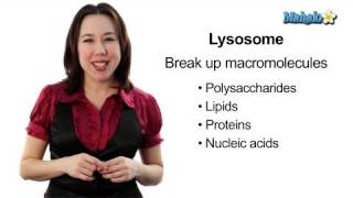 Learn Biology Cells—Lysosomes [upl. by Ruffi631]