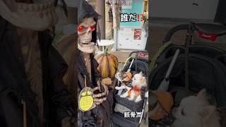 誰だ⁉️骸骨☠️だ❗️ハロウィン👻 halloween ハロウィン cat 軽井沢 ☠️猫動画 ネコ [upl. by Enaht285]