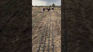 Transplanting onions on drip irrigation [upl. by Nirred]