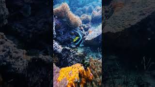 16 Oct fish nature batfish nature oceanlife scubadiving ocean water sailrock barracuda [upl. by Anirbas]