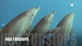 Dolphins mating [upl. by Iad]