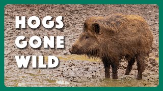 Hogs Wild Fighting the Feral Pig Problem [upl. by Lucienne]