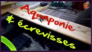 Petit élevage décrevisses en aquaponie [upl. by Woothen]