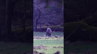 Wer im Wald lebt kann nur glücklich sein wenn man diese Frischlinge sieht😍 [upl. by Berri]