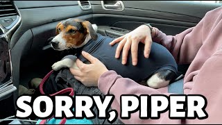 a RUFF day for Piper  Vlog 721 [upl. by Assetnoc]