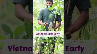 Vietnam Super Early Panasa  Best Jack Fruit Plants In Telugu  Kadiyam Abbai  Shorts  267 [upl. by Selry]