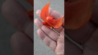 Jedlý a léčivý lampionek mochyně židovské Bladder cherry fruit [upl. by Nyrhtakyram442]